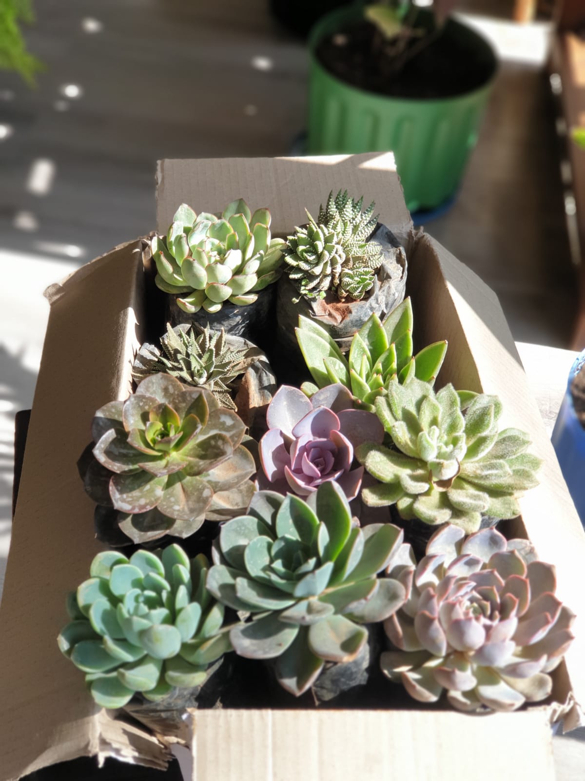 10 Pack Offer Unpotted Succulents