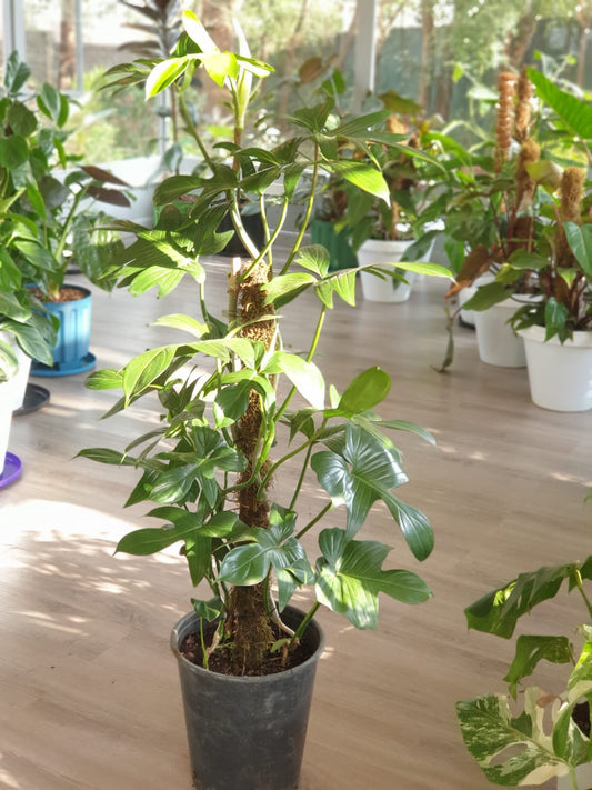 Oak-leaf Philodendron