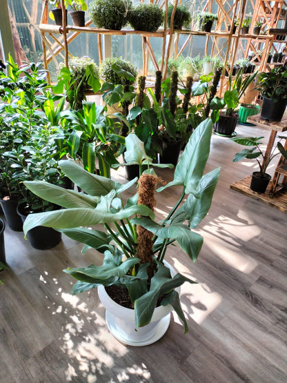 Philodendron Silver Sword