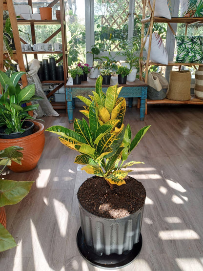Croton
