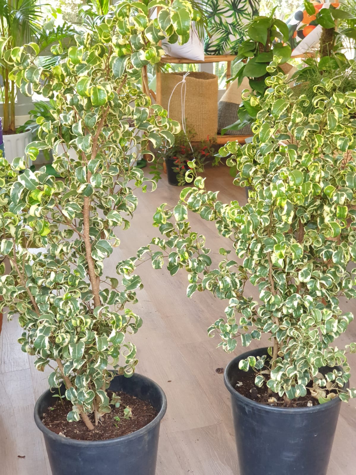 Ficus Benjamina Pandora (Curly Weeping fig)