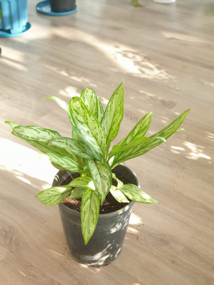 Chinese evergreen