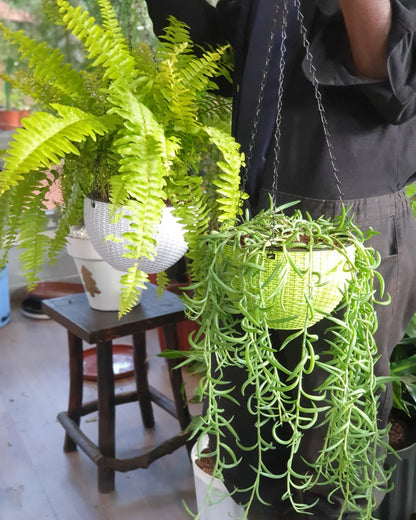 Plastic Hanging Planters