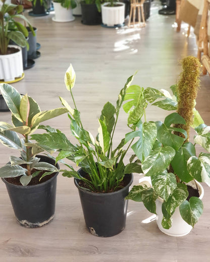 Variegated Collection
