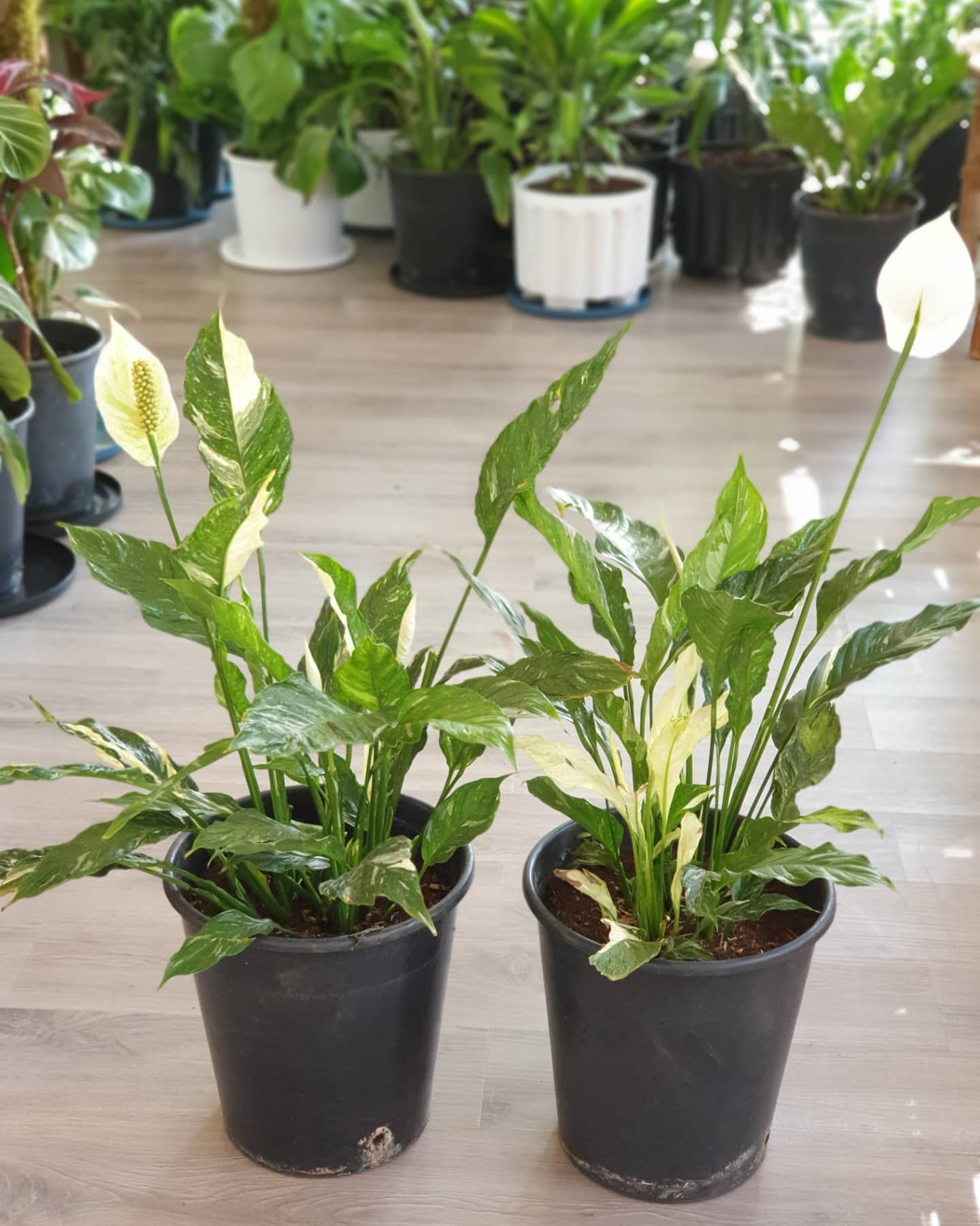 Variegated Peace Lilly (Spathiphyllum)