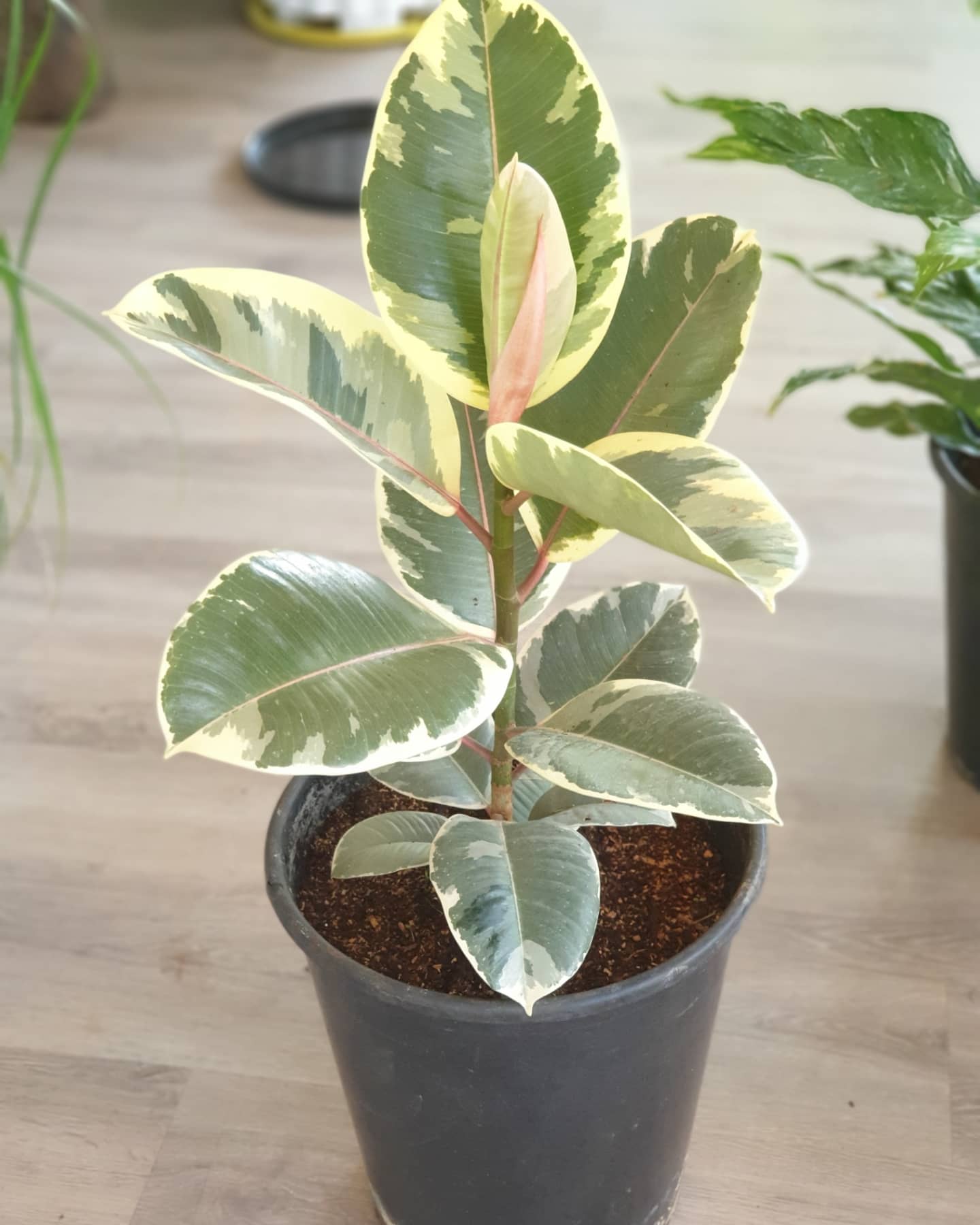 Variegated Collection