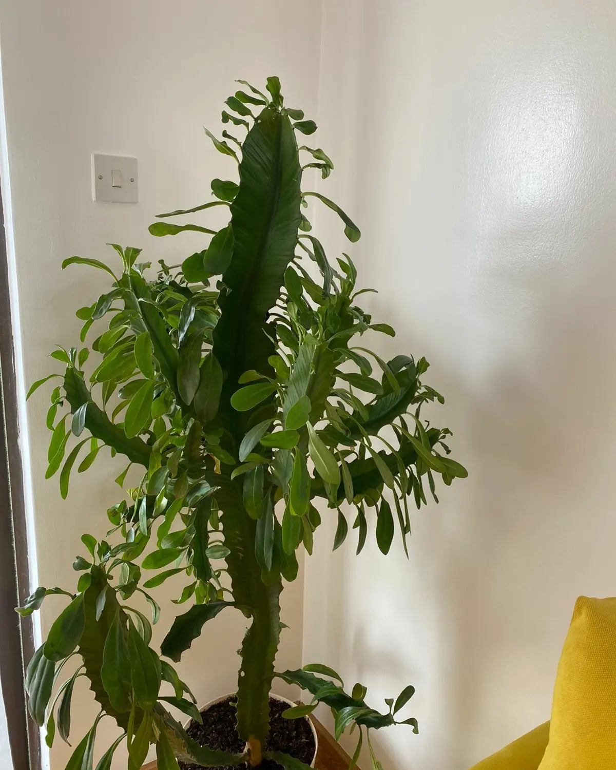 African Milk Tree Cactus