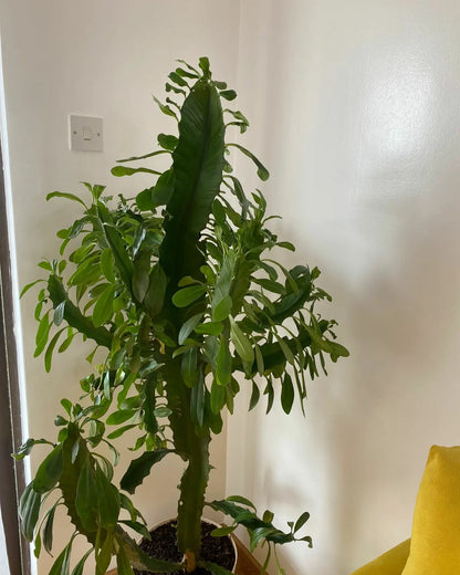 African Milk Tree Cactus