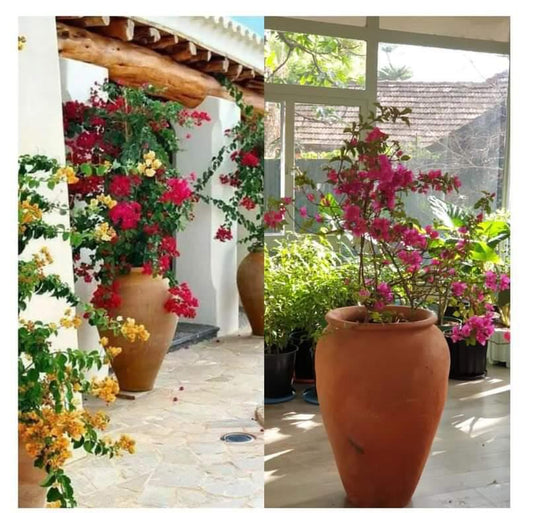 Bouganvillea in clay pot