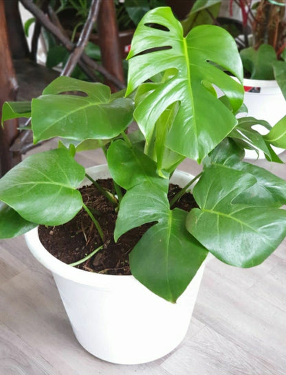 Monstera Deliciosa