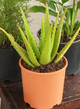 Aloe Vera