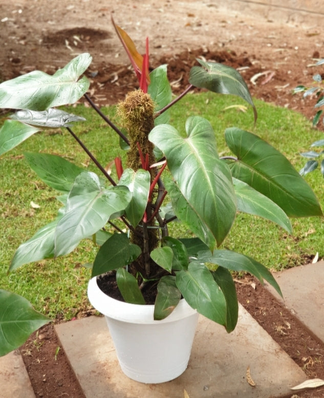 Philodendron Red Emerald