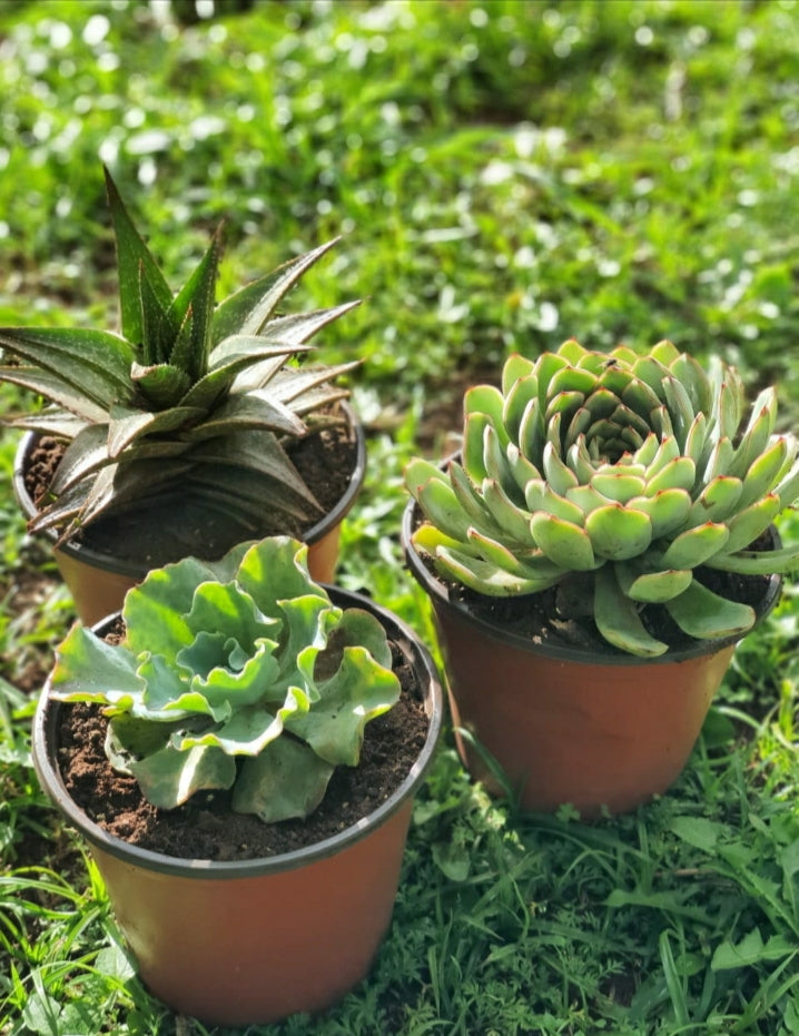 Succulent in Circular Planter