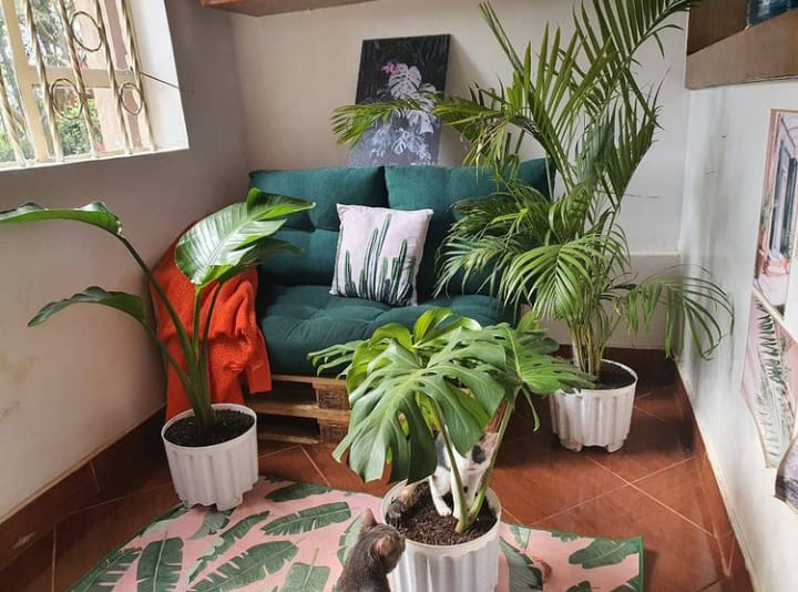 potted plants for sale kenya Tropical Package | Order Online Now